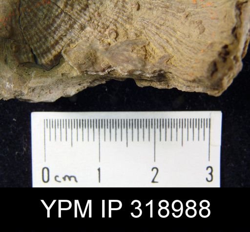 Poikilosakos petaloides
