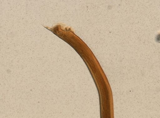 Ganguleterakis spumosa