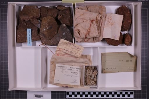 mixed taxa, stratigraphic collection