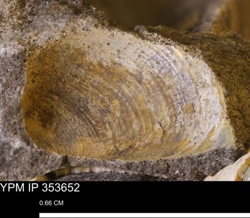 Limopsis striatopunctatus