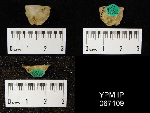 Stropheodonta arcuata