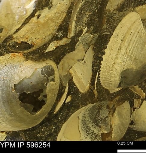 Limopsis? striatopunctatus