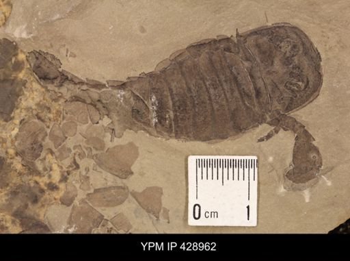 Baltoeurypterus sp.