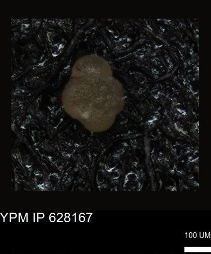 undet. Foraminiferida