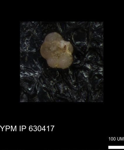 undet. Rugoglobigerinidae
