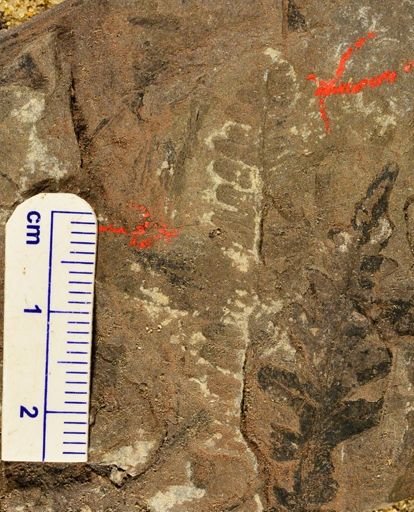 Pecopteris sp.