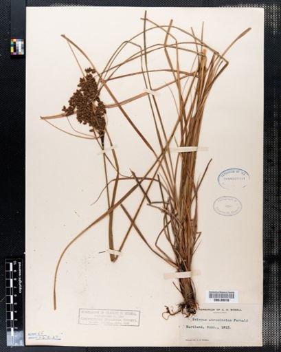 Scirpus atrocinctus
