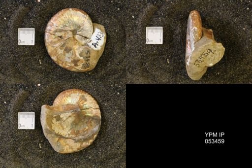 Hoploscaphites nicolletii