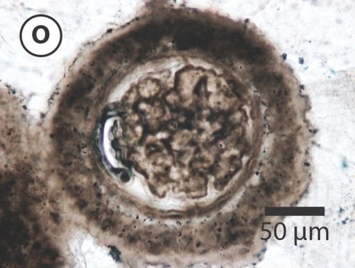 Variomargosphaeridium gracile