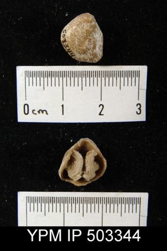 Composita dawsoni