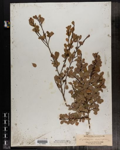 Plantae