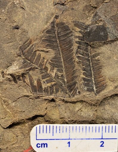 Calcaropteris boeselii