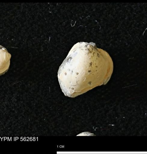 Limopsis striatopunctatus