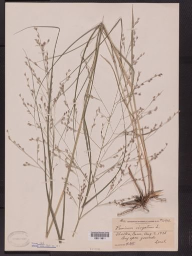 Panicum virgatum