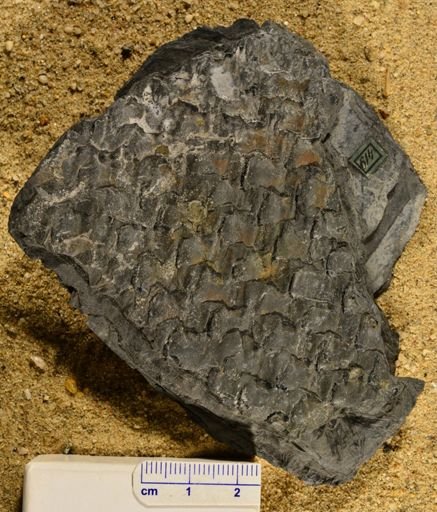 Sigillaria brardii