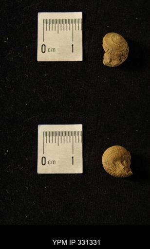 Phanerotrema grayvillense