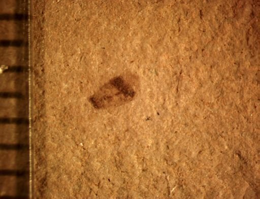 undet. Coleoptera