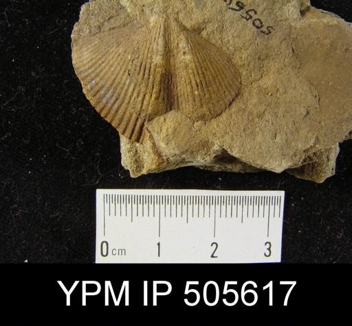 undet. Cyrtospiriferoidea