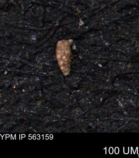 Verneuilina canadensis