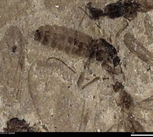 undet. Diptera