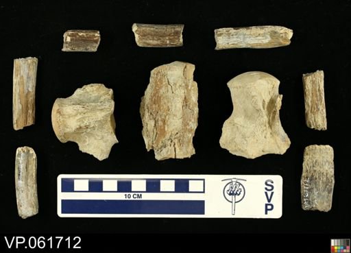 undet. Mosasauridae