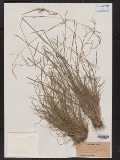 Agrostis canina