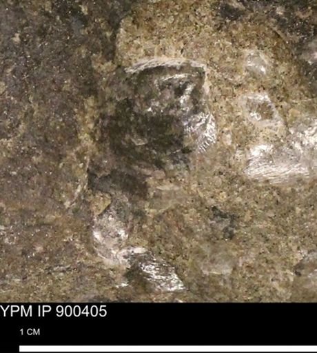 Anomia gryphorhyncha