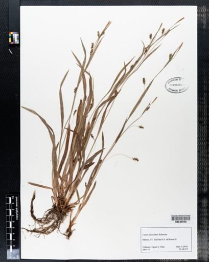 Carex laxiculmis