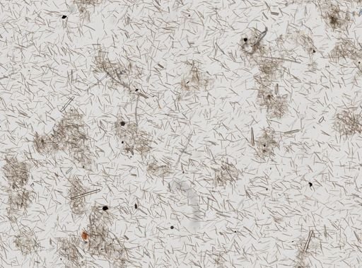 Haliclona coerulescens