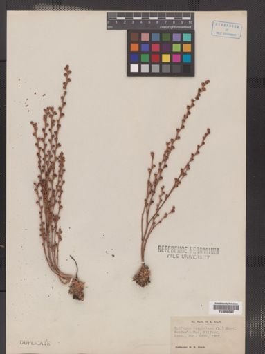 Epifagus virginiana