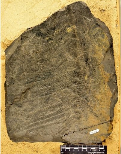 Calamites sp.