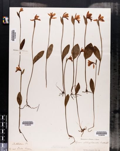 Pogonia ophioglossoides