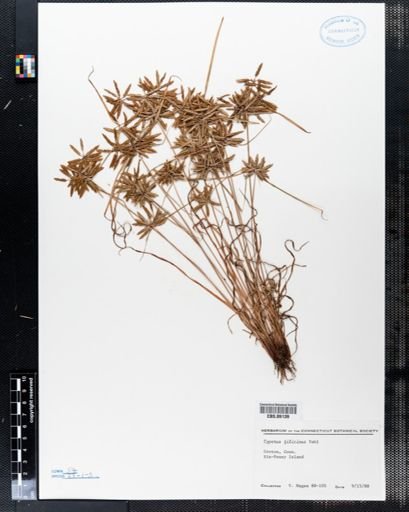 Cyperus filicinus