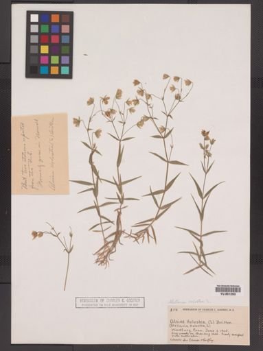 Stellaria holostea