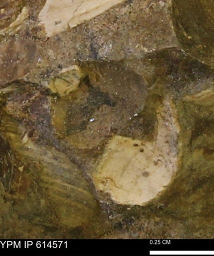 Limopsis striatopunctatus