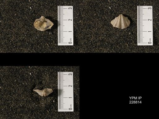 Neospirifer sp.