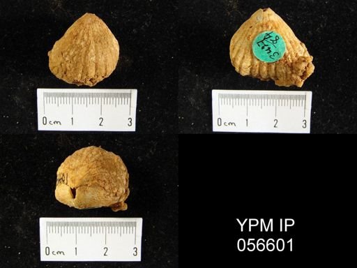 Uncinulus cf. nobilis