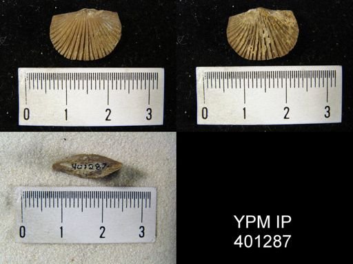 Plectorthis fissicosta