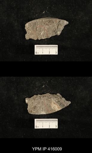 Myalina sp.; fragments of