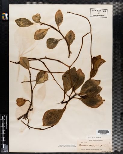 Peperomia obtusifolia