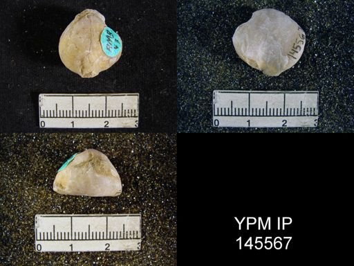 Spirigerella derbyi