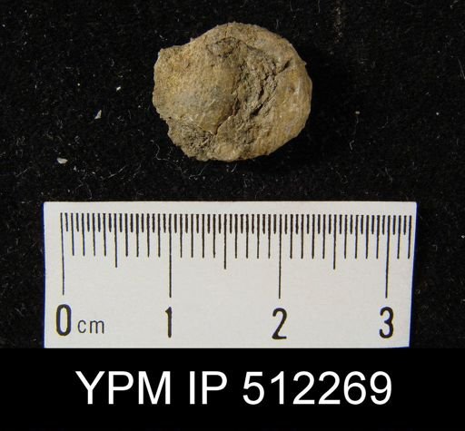 Productus parvus?