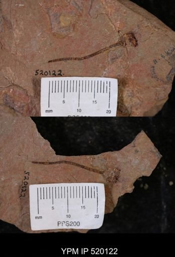 undet. Eocrinoidea