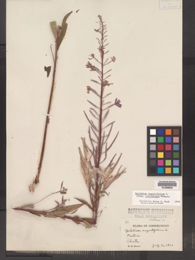 Epilobium angustifolium cricumvagum