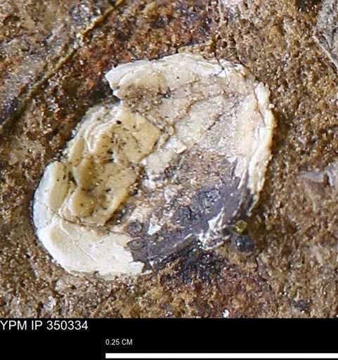 undet. Mollusca