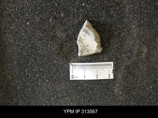undet. Ammonoidea