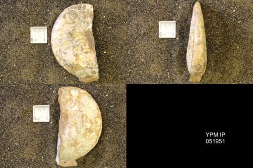 Hoploscaphites comprimus