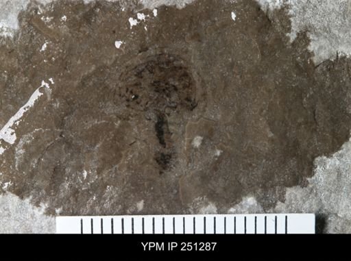 undet. Xiphosurida