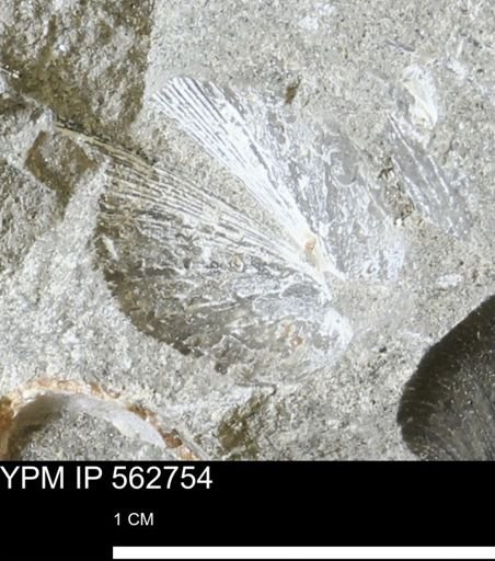 Limopsis sp.