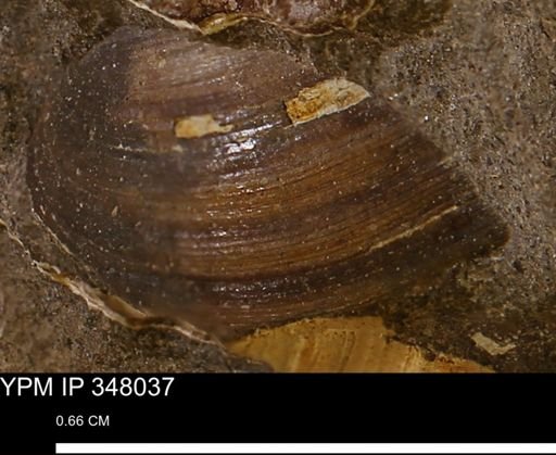 Limopsis striatopunctatus